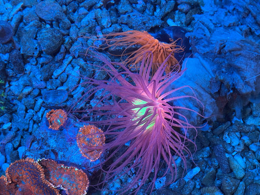 Tube Anemone - Pink & Neon Green Centre
