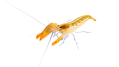 Blue Leg Pistol Shrimp