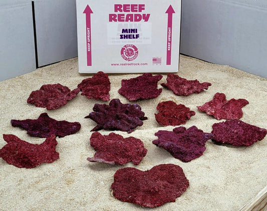 Real Reef Mini Shelf Box (15 PCS)