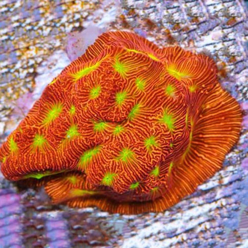 55 Piece Frags Pack MEGA SALE