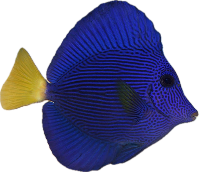 Noteworthy Fish 1