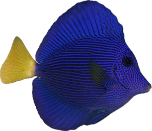 Noteworthy Fish 1