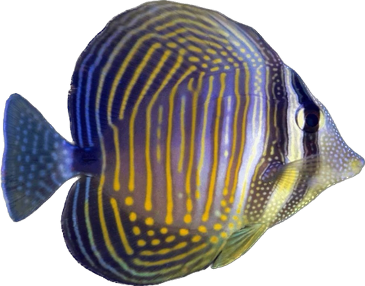 Noteworthy Fish 4
