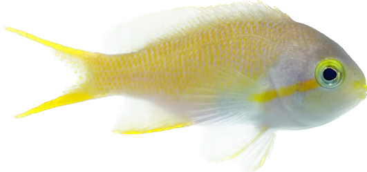 Red Cheek Anthia Female Large