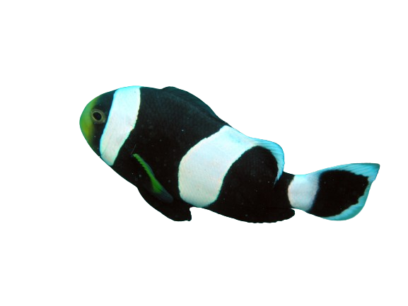 Black Saddle Clowns