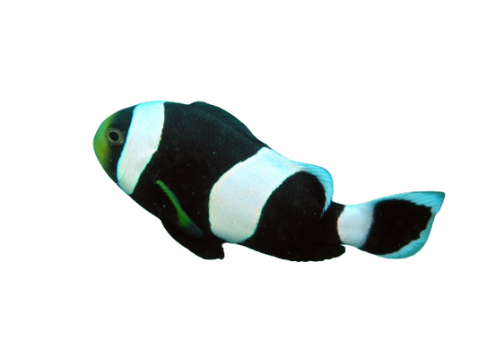 Black Saddle Clowns