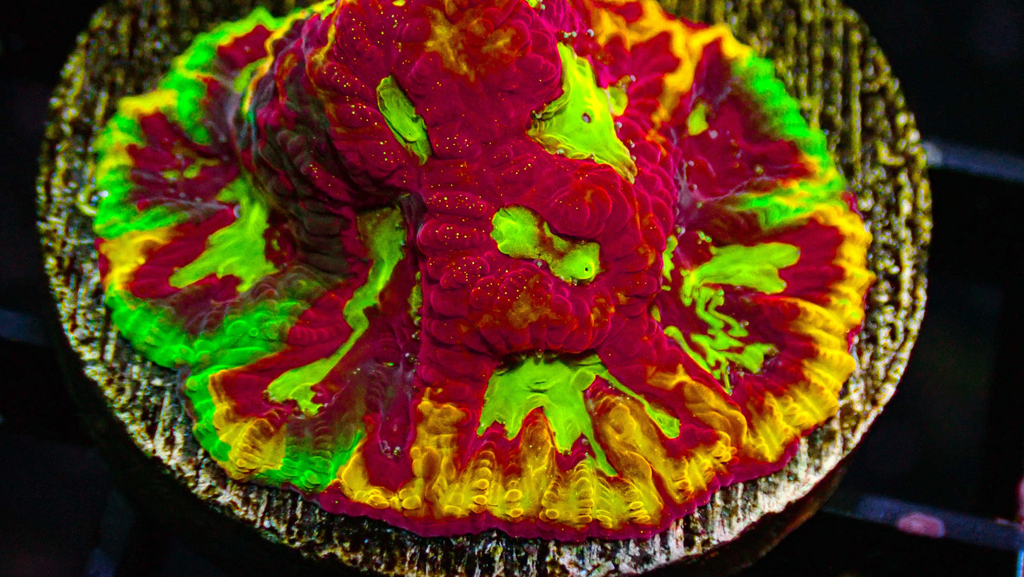 55 Piece Frags Pack MEGA SALE
