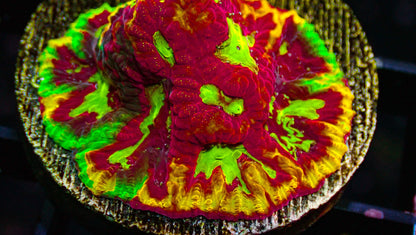 55 Piece Frags Pack MEGA SALE