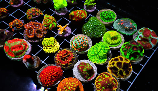 55 Piece Frags Pack MEGA SALE