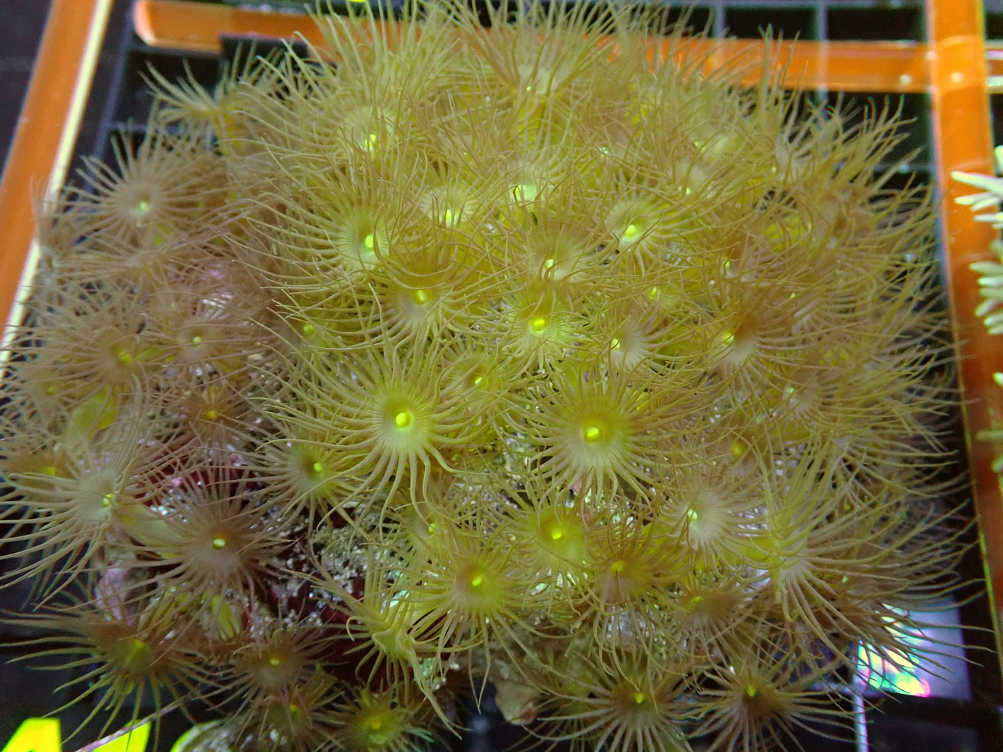 Yellow Polyp Frag