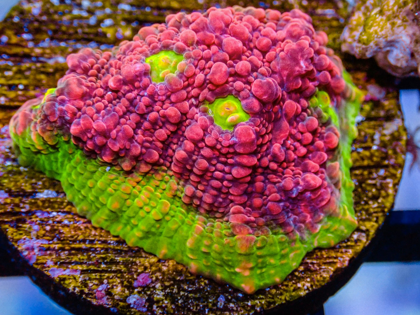 55 Piece Frags Pack MEGA SALE