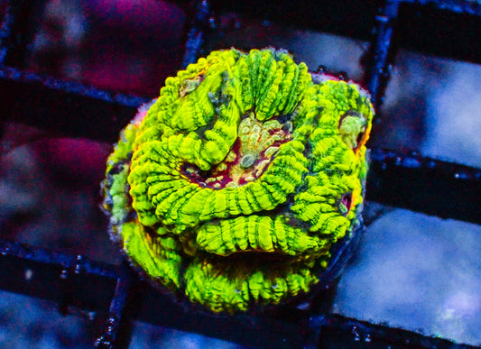 WYSIWYG Acro 8