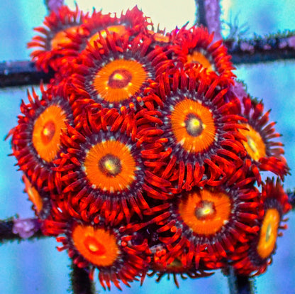 55 Piece Frags Pack MEGA SALE